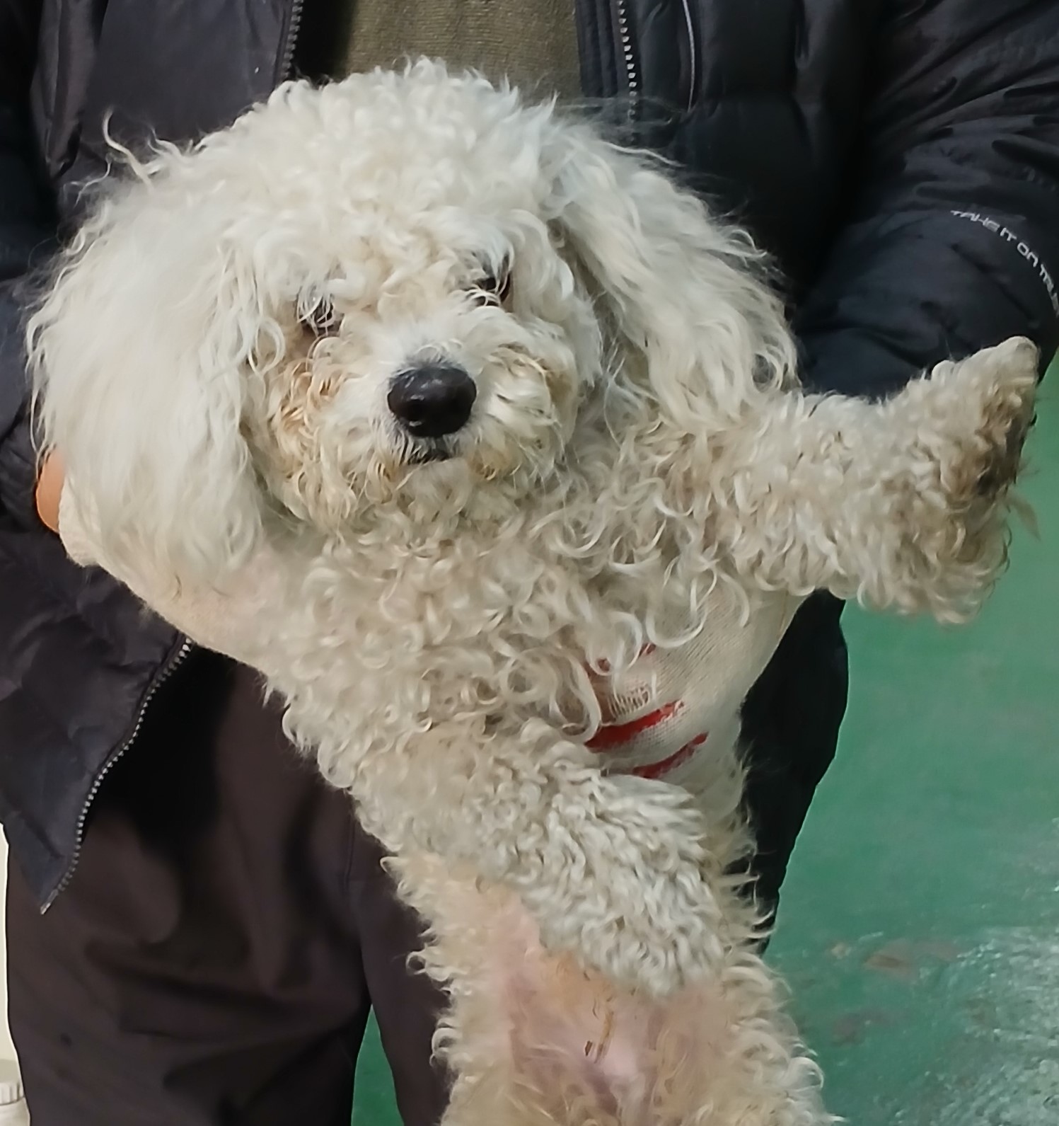 비숑 프리제 이미지 파일 입니다.